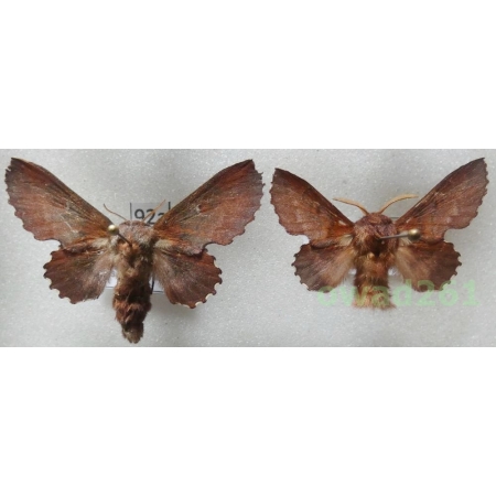 Phyllodesma americana (Harris, 1841) pair Canada92a
